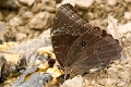 MORPHIDAE, Morpho peleides